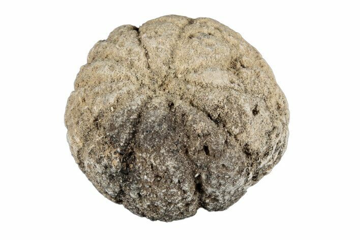 Silurain Fossil Sponge (Astraeospongia) - Tennessee #203703